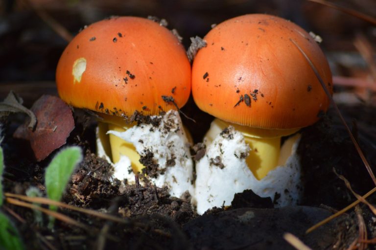 De discrete ster onder de paddenstoelen herkennen, de Oronge of Amanite des Césars, zonder het risico te lopen op vergiftiging