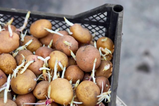 Aardappelen: de onverwachte plek die kieming voorkomt en ze wekenlang vers houdt