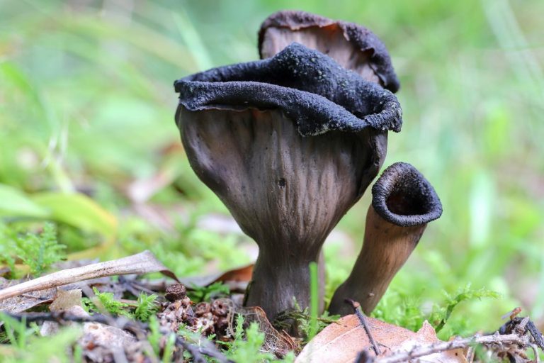 Doodskaaszwam: hoe herken je deze paddenstoel? Wanneer en waar kun je hem plukken? Hoe bereid je hem?