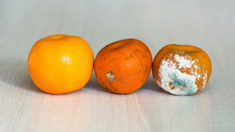 Beschimmeld fruit in een emmer water: de eenvoudige truc om van het grote probleem af te komen voor de volgende zomer