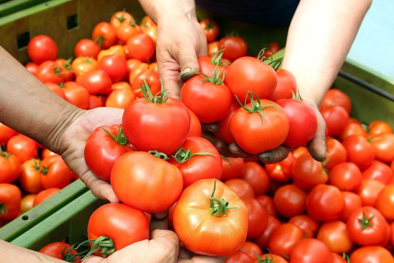 Het lijkt onschuldig, maar het is een van de ergste plagen en vaagt elk jaar tonnen tomaten weg.
