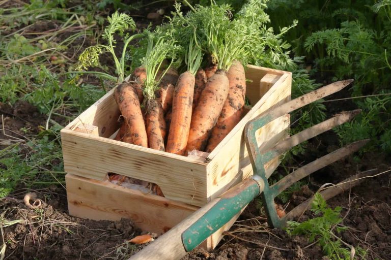 Ik bewaar wortelen altijd op deze manier. Tot het voorjaar blijven ze knapperig en fris.