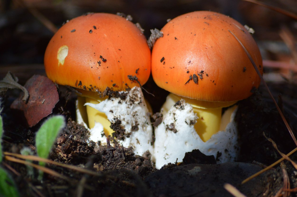 paddenstoelen
