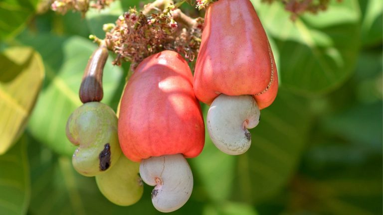 Dit alledaagse voedingsmiddel wordt ook wel een superdelicatesse genoemd die kanker voorkomt.