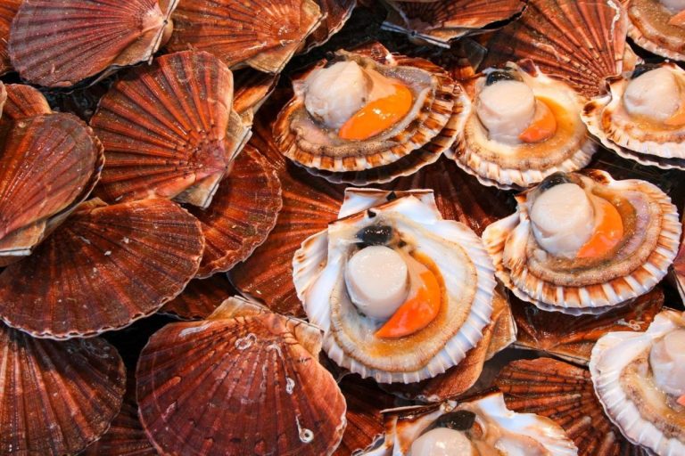 Een schat in Normandië: het schelpdiergebied is het meest productieve van heel Europa