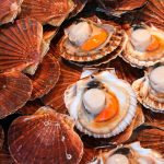 Een schat in Normandië: het schelpdiergebied is het meest productieve van heel Europa