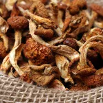 Thuis paddenstoelen drogen in twee uur. Een beproefd recept stap voor stap