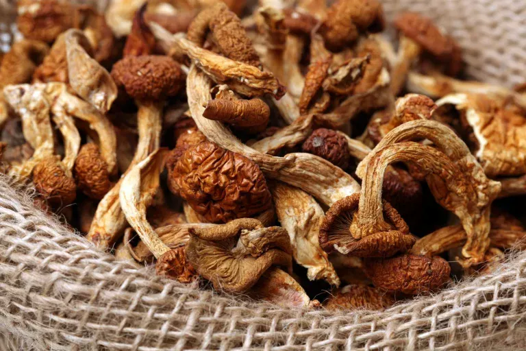 Thuis paddenstoelen drogen in twee uur. Een beproefd recept stap voor stap